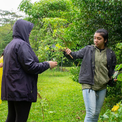 Hawai‘i CC forestry program cultivates local experts