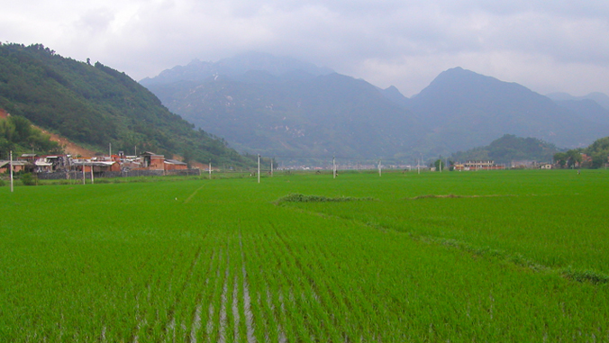 rice patty below mountains in Fujian China