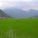 Rise of rice farming in Asia 3,000 years ago explained in UH research