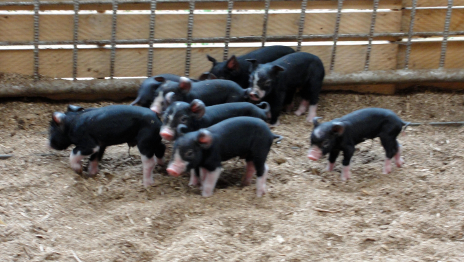 black pigs in piggery