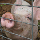 Piggeries may provide sustainable market for Hawaiʻi