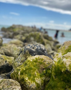 rocks by the beach