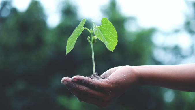 plant in hand