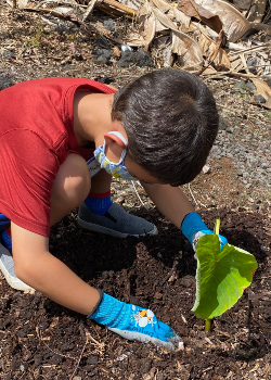 boy planting taro