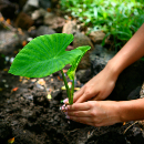 Windward CC starts 1st Hawaiian studies AA online degree