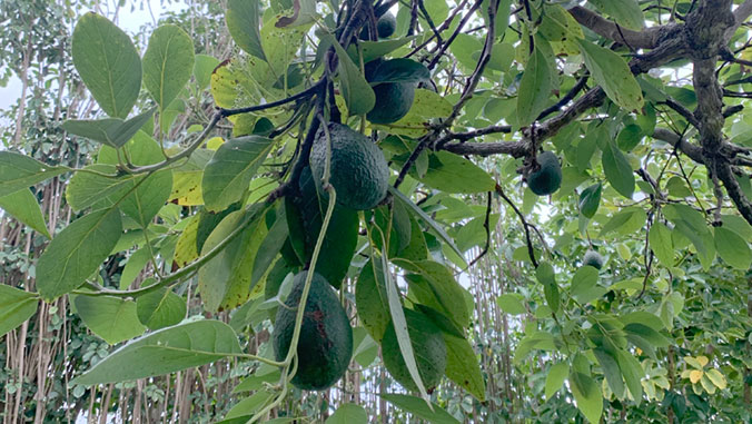 avocado tree