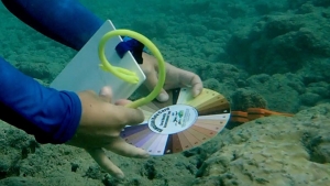 researchers using card underwater