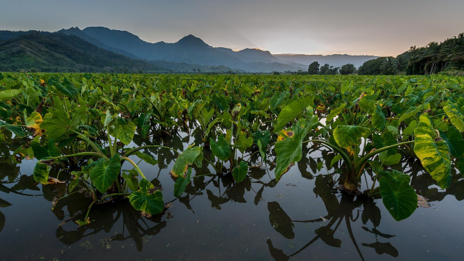 taro field