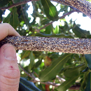 Mac nut pest study helps farmers manage crop loss