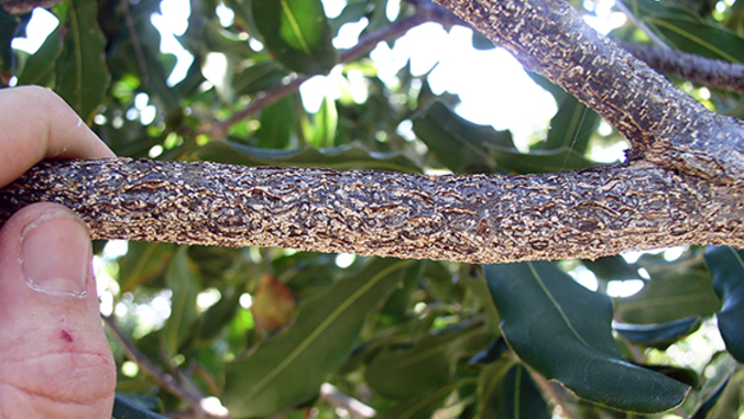damaged tree