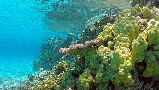 Hawaiian monk seal near reef