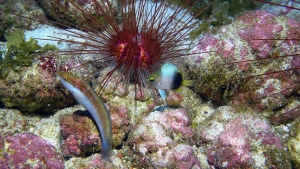 fish swimming by coral reefs