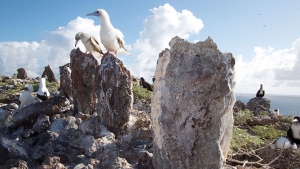 birds perching on rocks