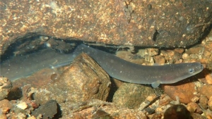 European eel swimming in water
