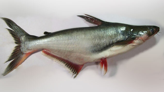 swai fish