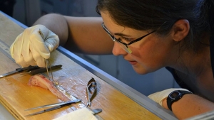 researcher dissecting a snail