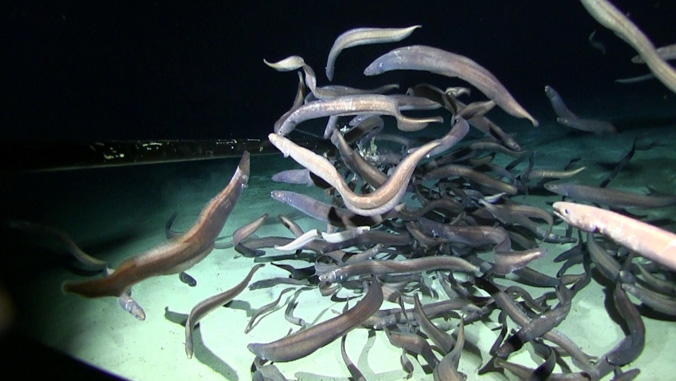 Cutthroat eels