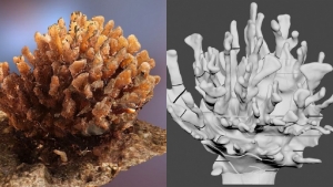 coral images