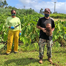 UH-grown taro feeds hungry communities