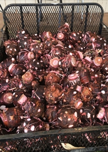 taro