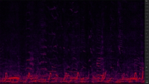 spectogram of whale sounds