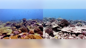 coral reef comparison shots