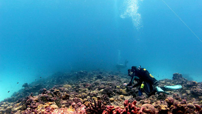 diver by coral reef