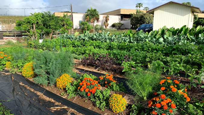 Vegetable gardem