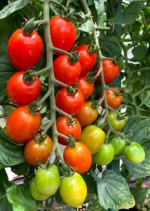 Tomatoes