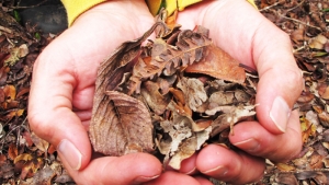 two hands holding leaves