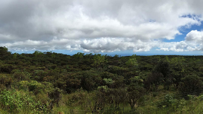 view of forest and trees