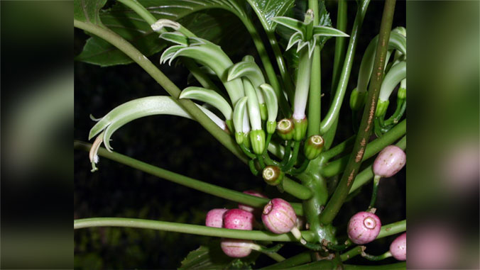 Native endangered species called Delissea waianaeensis