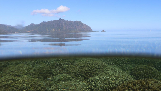 coral reefs in Hawaii