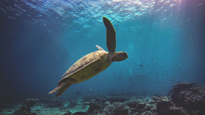 green sea turtle swimming in the ocean