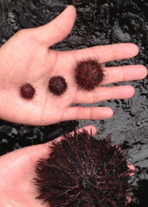 pair of hands holding four sea urchins