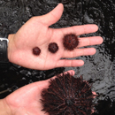 10-year battle of sea urchins vs. invasive seaweed