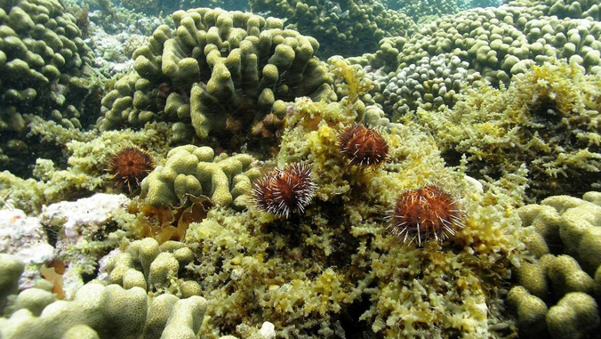 sea urchins on beds of coral