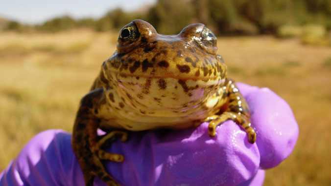 holding a frog