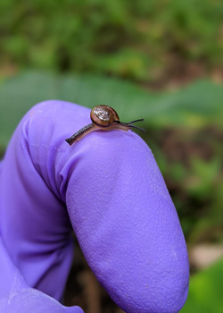 little snail on hand
