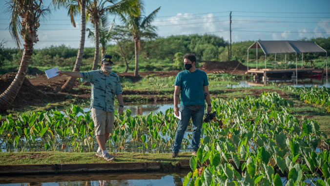 two people walking on a bridge next to taro plants