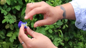 hands pulling flower
