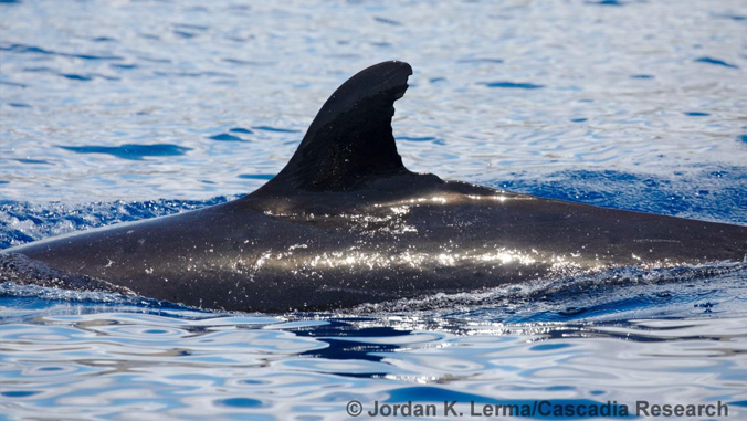 whale in ocean