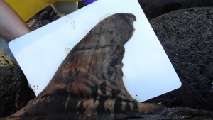 dead whale fin