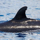 Stranded endangered false killer whale divulges a dietary first