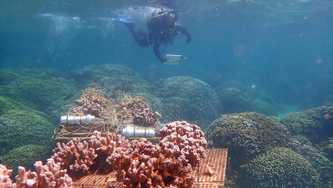 coral under water