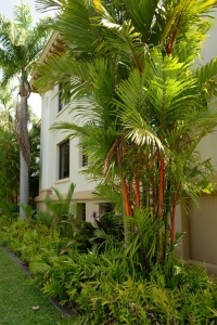 palm tree with red stems