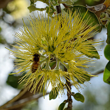 yellow blossom with honey bee