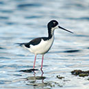 Indigenous practices could assist endangered waterbird recovery