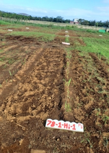 field with seedlings