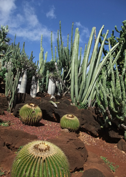 cactus garden